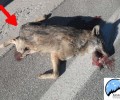 Κοζάνη: Έκοψαν για να έχουν ως τρόπαιο την ουρά του λύκου που σκοτώθηκε σε τροχαίο!